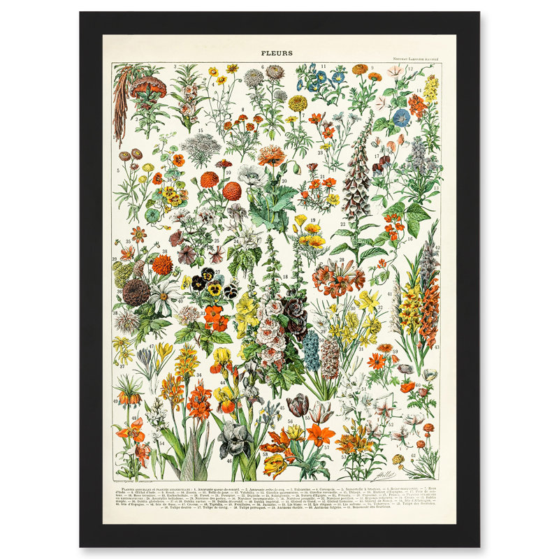 Flowers Plants Multicoloured Botanical - Single Picture Frame Art Prints