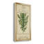 Linnaean Botany I - peinture sur toile encadrée-1974522359-1974522318
