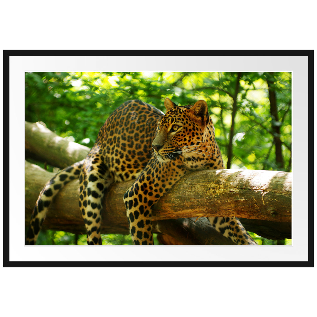 Gerahmtes Poster Leopard auf Ast