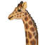 Statue de jardin Mombasa la girafe