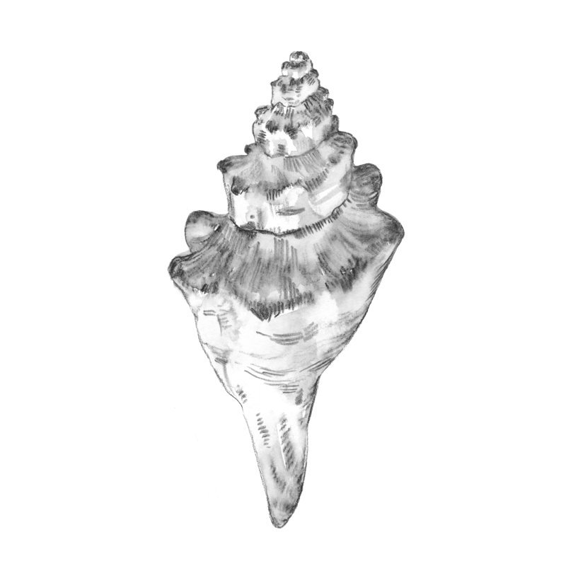 Quiet Conch III by Emma Caroline - Painting on Canvas, 76cm H x 51cm W, Wrapped Canvas