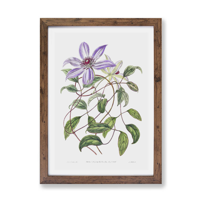 Violet Clematis Flowers - Framed Print, 45cm H x 63cm W x 2cm D, Walnut