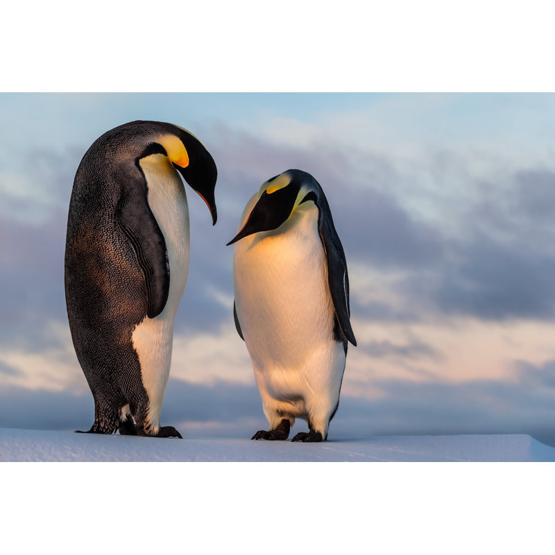 Emperor Penguin by Mario_Hoppmann - Wrapped Canvas Print, 81cm H x 122cm W
