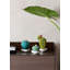Opuntia Cactus Night Approaches-101945152