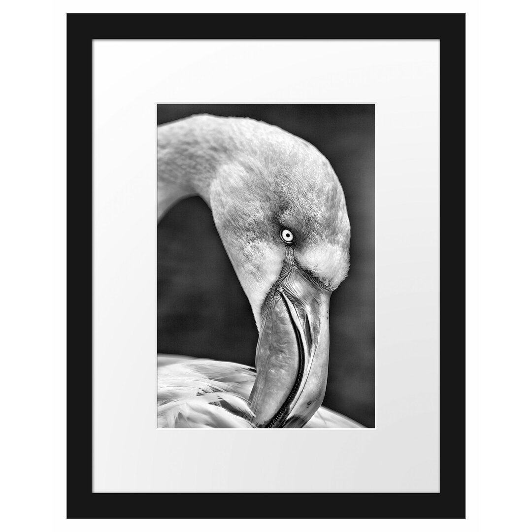 Gerahmtes Poster Flamingo beim Putzen