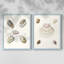 Pastel Knorr Shells III - reproduction encadrée de qualité supérieure - prête à être accrochée - aucun clou requis - aucun clou requis-2033294250-2033294225