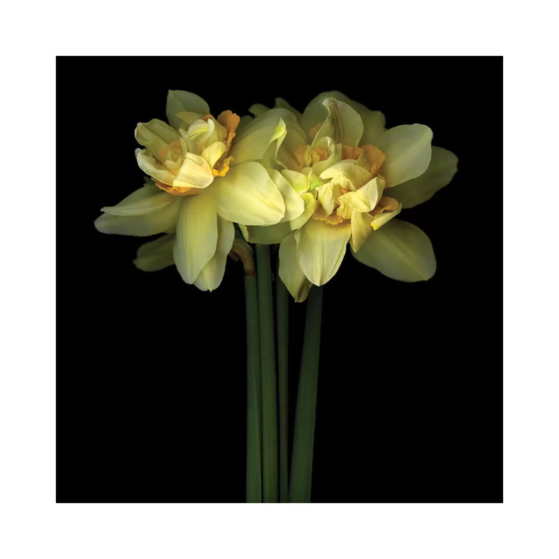 Daffodil Double IX by Magda Indigo - Wrapped Canvas Print, 30.48 cm H x 30.48 cm W
