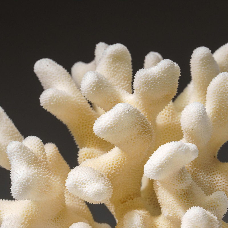 Genuine White Cat's Paw Coral (1 Lb)