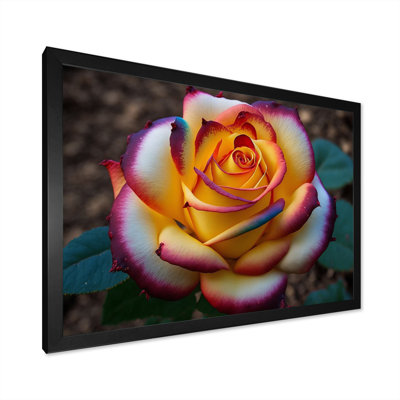 Red and Yellow Blossoming Spring Rose II - Print on Canvas