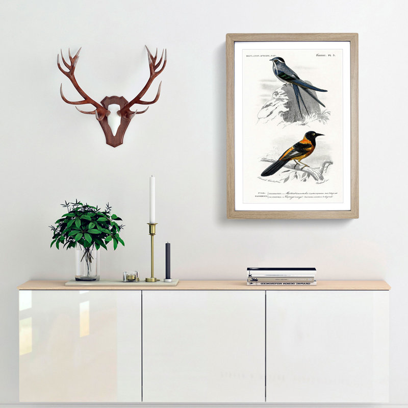 Bird Illustrations PL. 3 by Charles d Orbigny - Framed Print, 33cm H x 24cm W x 2cm D, Oak Framed