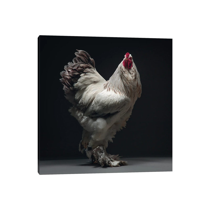 Columbian Lavender Brahma - Wrapped Canvas Print, 45.72 cm H x 45.72 cm W x 1.91 cm D