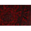 Tapis de couloir oriental en laine noué à la main 2 pi 9 po x 9 pi 2 po Cremeans