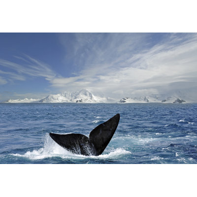 Antarctique à queue par Oversnap