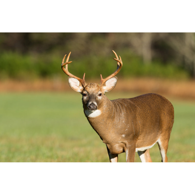 Large White-tailed Deer Buck by EEI_Tony - Wrapped Canvas Print, 51cm H x 76cm W