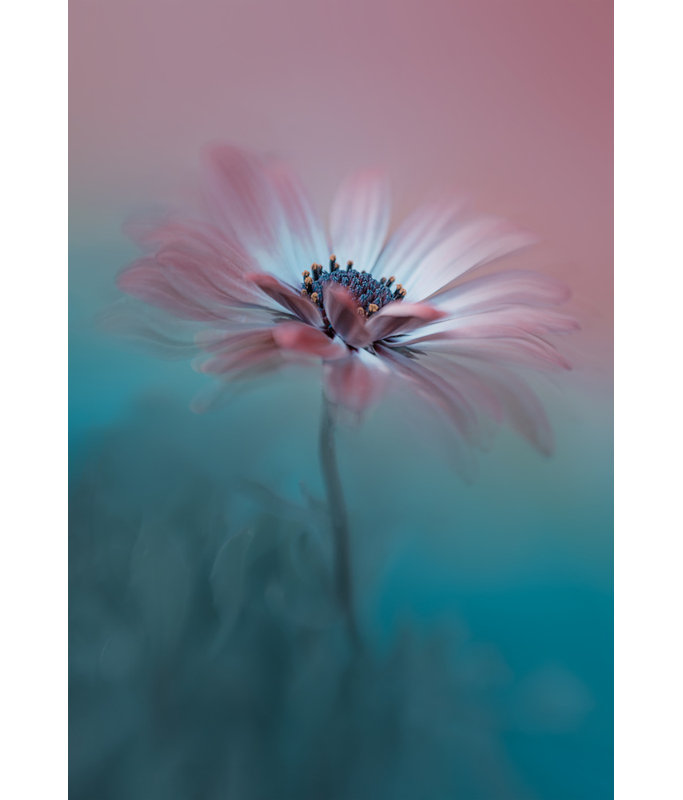 Wrapped Canvas Print, 76.2cm H x 50.8cm W