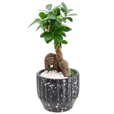 13'' Ficus Plant in Ceramic Planter