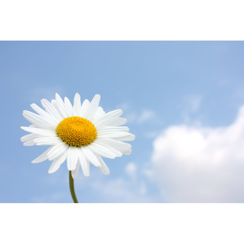 Blue Sky Daisy Meadow 1 Piece Wrapped Canvas Wall Art, 20cm H x 30cm W x 3.8cm D