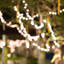 100-light 33 ft lampions String