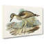 Southern Stone-Plover by Elizabeth Gould - Wrapped Canvas-55318206