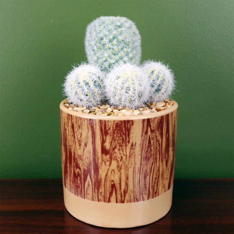 20cm Faux Cactus Plant in Ceramic Pot