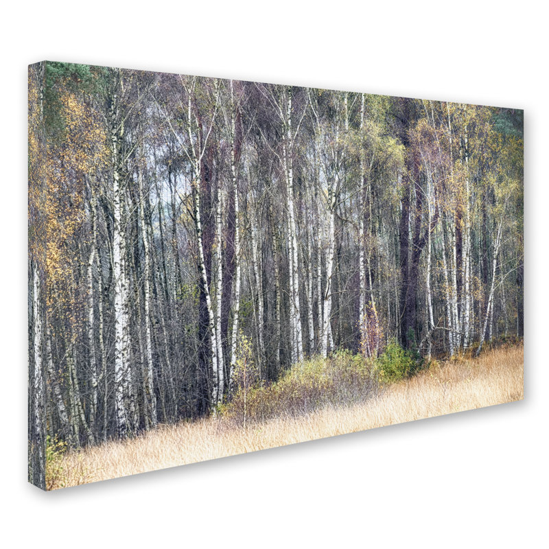 « birches », reproduction de photo sur toile tendue, H 22 po x l 32 po x P 2 po