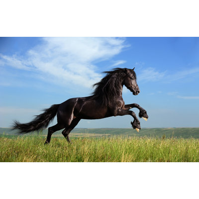 Majestic Gallop - Black Stallion Canvas Art