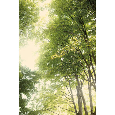 Towering Maples III Crop by Elizabeth Urquhart - Wrapped Canvas Print