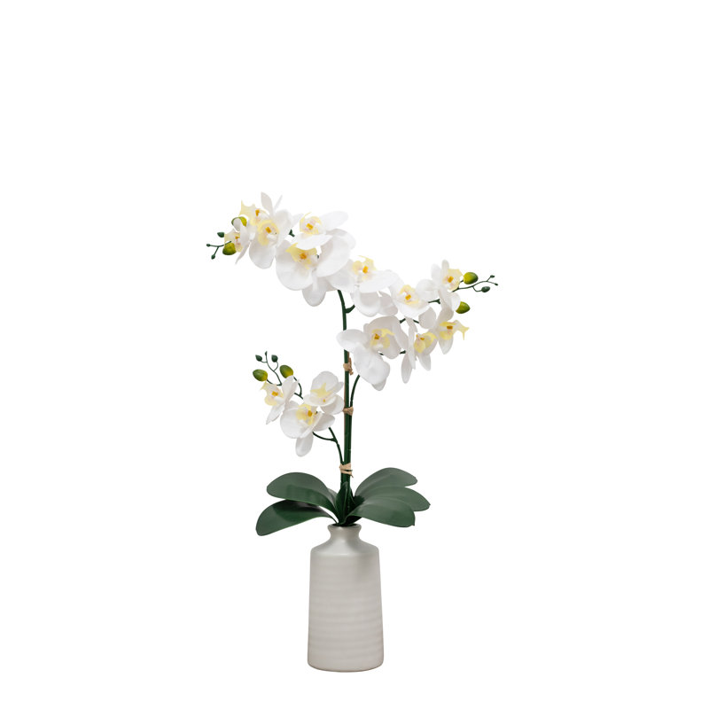Orchidée de table 25 "Natural Touch
