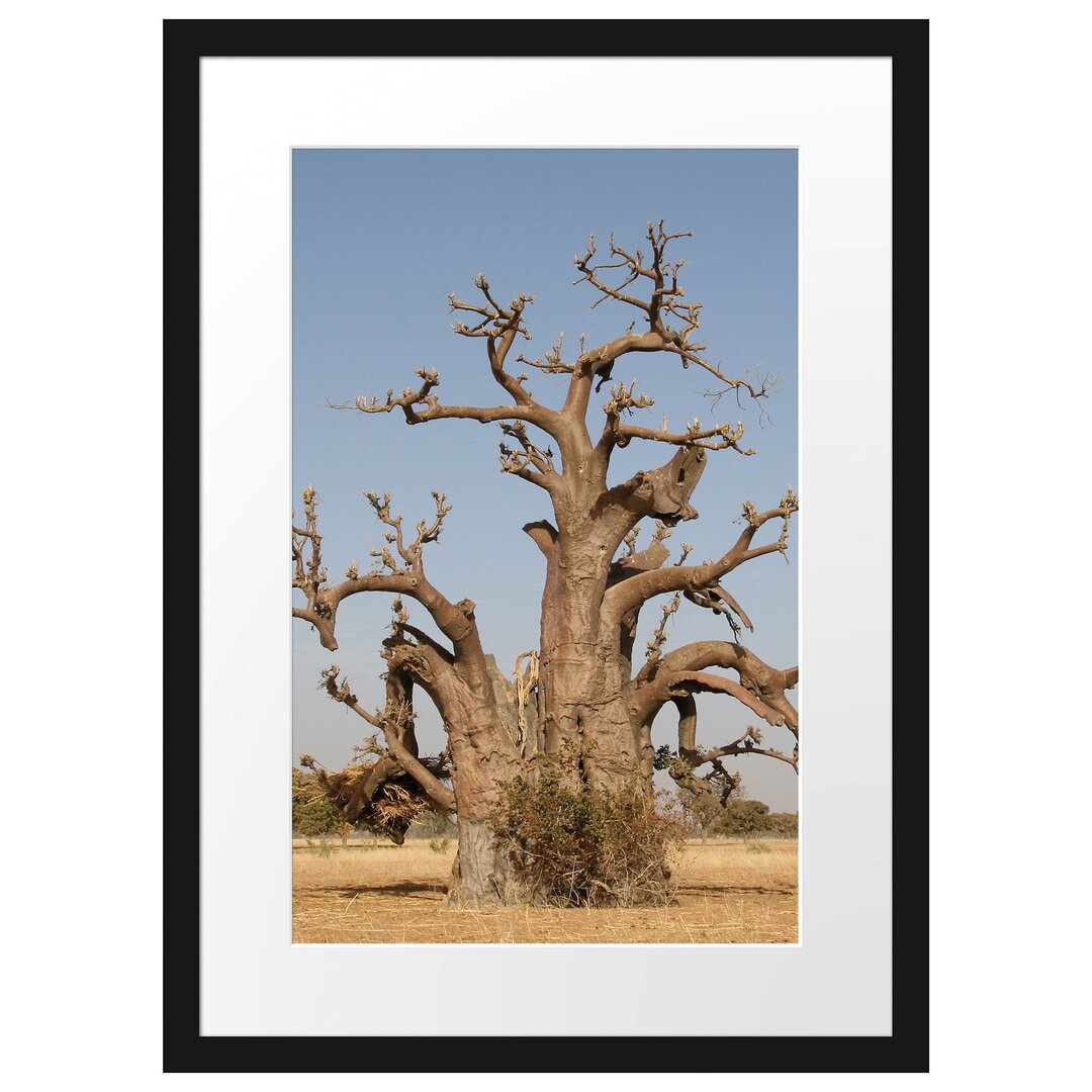 Gerahmtes Poster Vertrockneter Baum in der Savanne