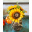 Arrangement floral tournesols en pot-43776777