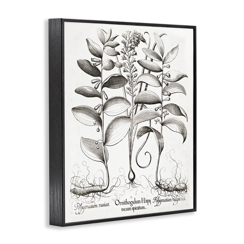 Estampe numérique botanique rétro, H 14 po x l 11 po, Giclée encadrée noir minuit