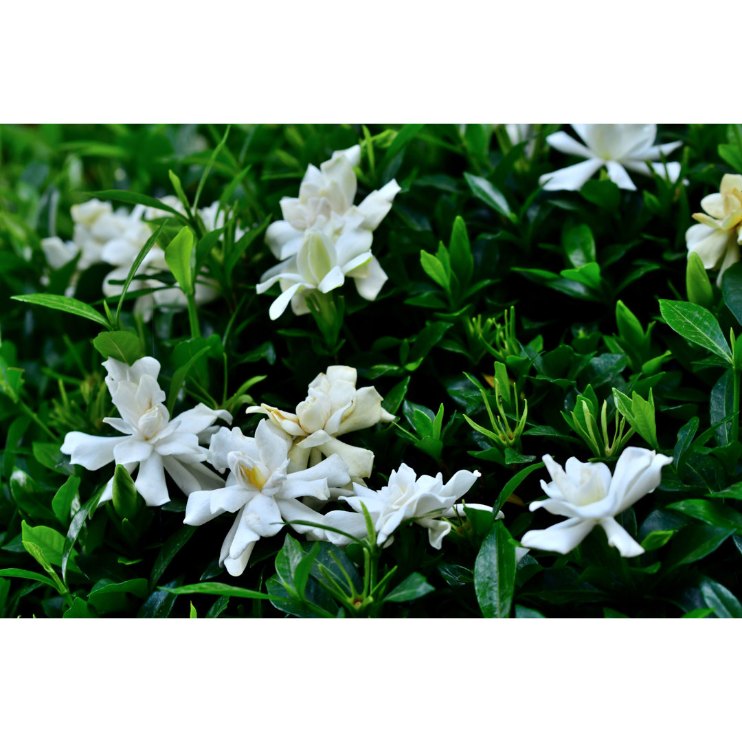 Gardenia Jasminoides von Magicflute002 - Druck auf Leinwand ohne Rahmen