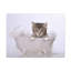«Cute Main Coon Kitten Bathee», art mural-1738537650