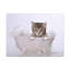 «Cute Main Coon Kitten Bathee», art mural-1738537653