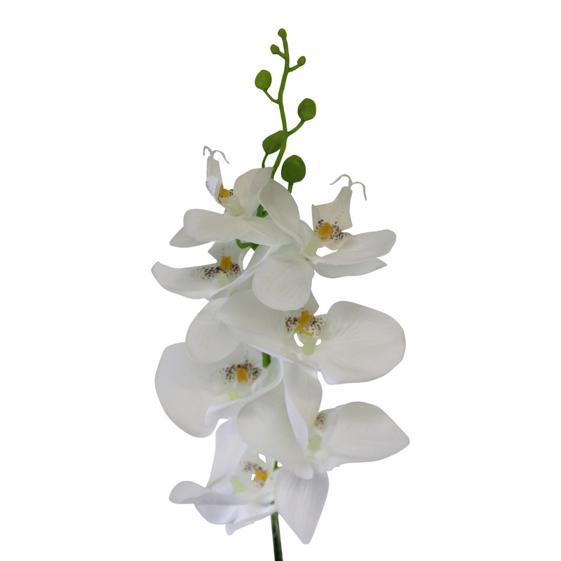Orchid Arrangement, White