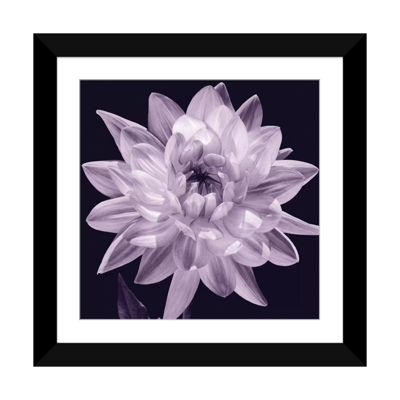 « white dahlia i », impression sur toile, H 24 po x l 24 po x P 1 po, Papier d'art encadré noir, Blanc
