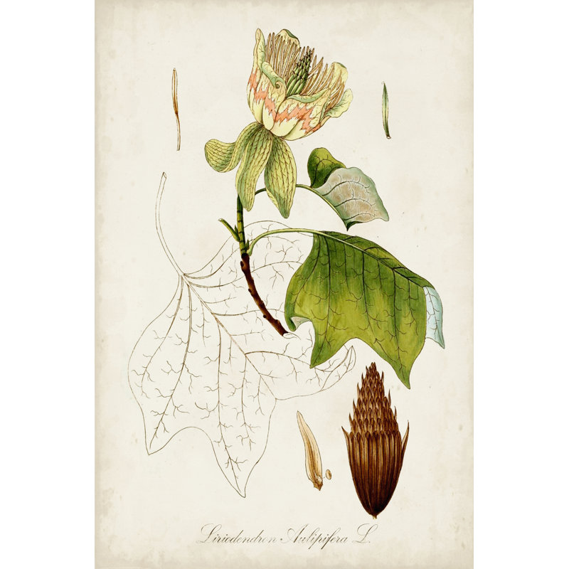 Antique Tree Study IX - Wrapped Canvas Painting, 91cm H x 61cm W