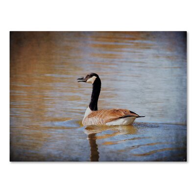 Canadian Goose in the Water' Photographic Print on Wrapped Canvas -  Trademark Fine Art, ALI13834-C1824GG