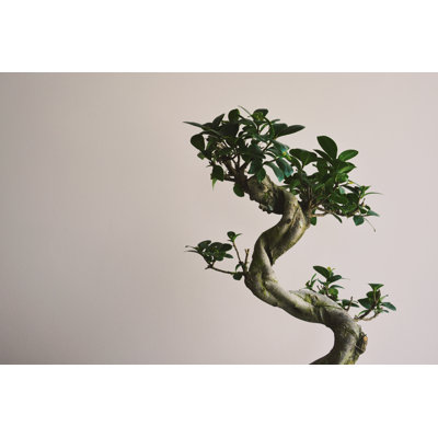 Bonzai Tree by _creativedot_ - Wrapped Canvas Print