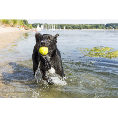 Dog With Tennis Ball by MichalRenee - Wrapped Canvas Print