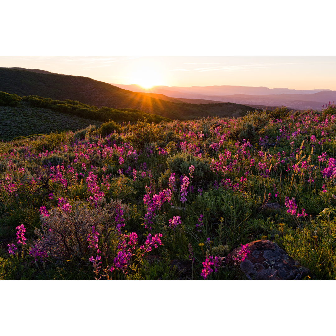 Sommerliche Bergwildblumen bei Adventure - Leinwandbild