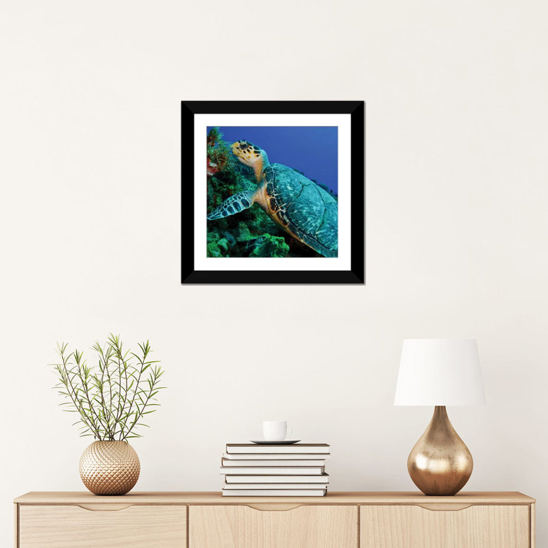 Une tortue de mer écorchée par Brent Barnes - Impression sur toile tendue sur châssis, H 16 po x l 16 po x P 1 po, Blanc