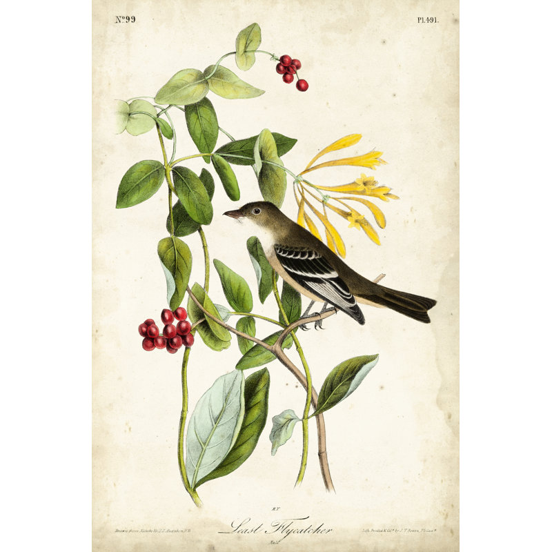 " Audubon Bird And Botanical II " by James Audubon, 12" H x 8" W x 1.25" D