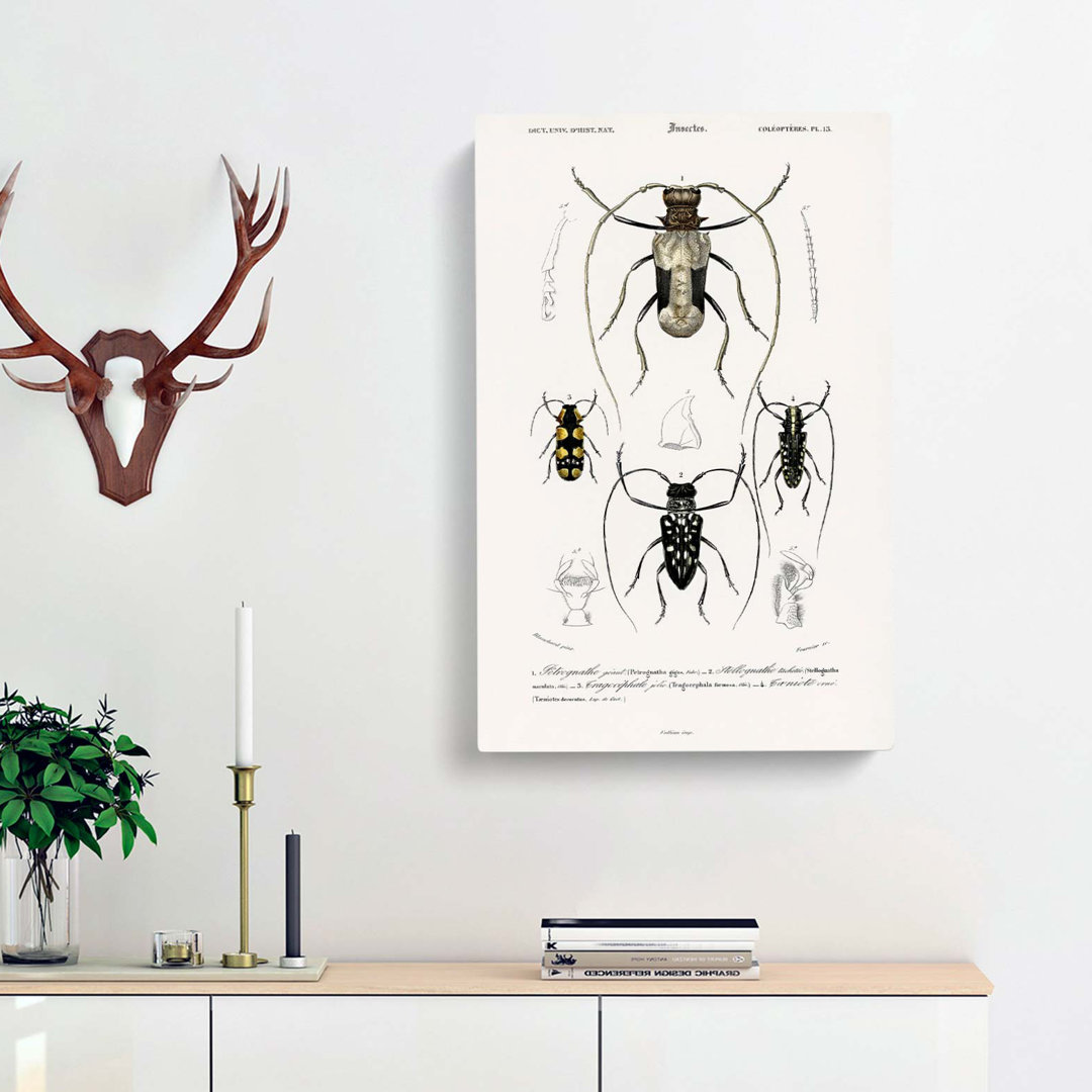 Beetle Illustrations PL. 13 by Charles D Orbigny - Wrapped Canvas