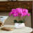 Fuchsia est en rupture de stock