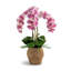 Manorca RealTouch Orchid Arrangement-578476616