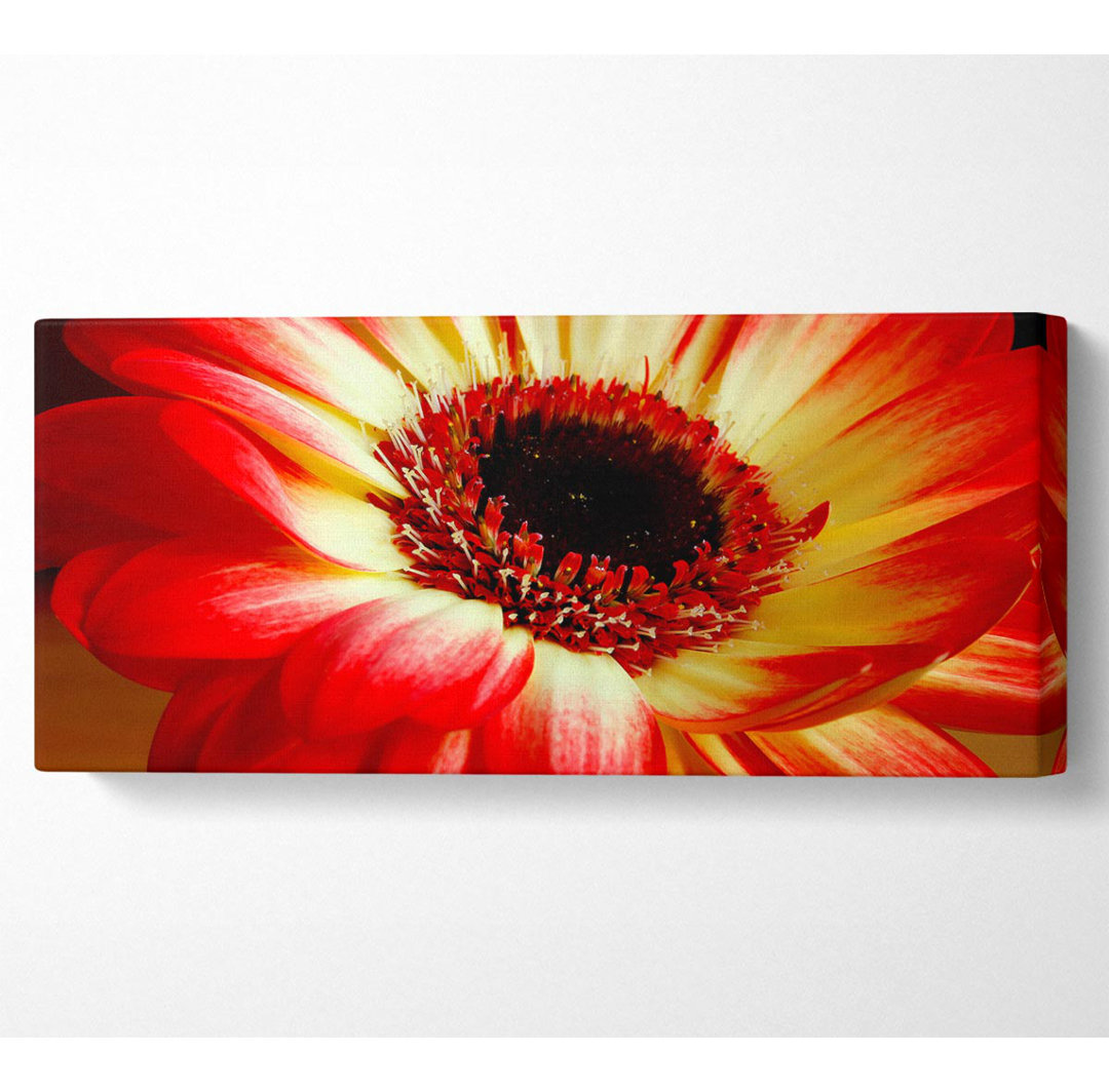 Rote Gänseblümchenblüten - Kunstdrucke auf Leinwand - Wrapped Canvas