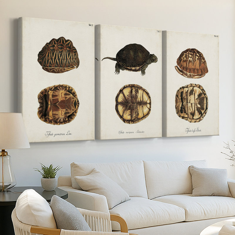 Tortues et coquillages antiques I - Toile tendue sur mesure avec châssis - 3 pièces, H 36 po x l 72 po