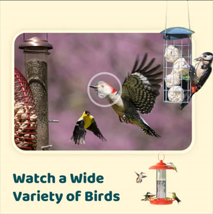 Birdfy Cam with Solar Panel - Smart Bird Camera for Outdoor Birdwatching and Nature Observation, 1080P HD Video, 7-Day Free AI Trial