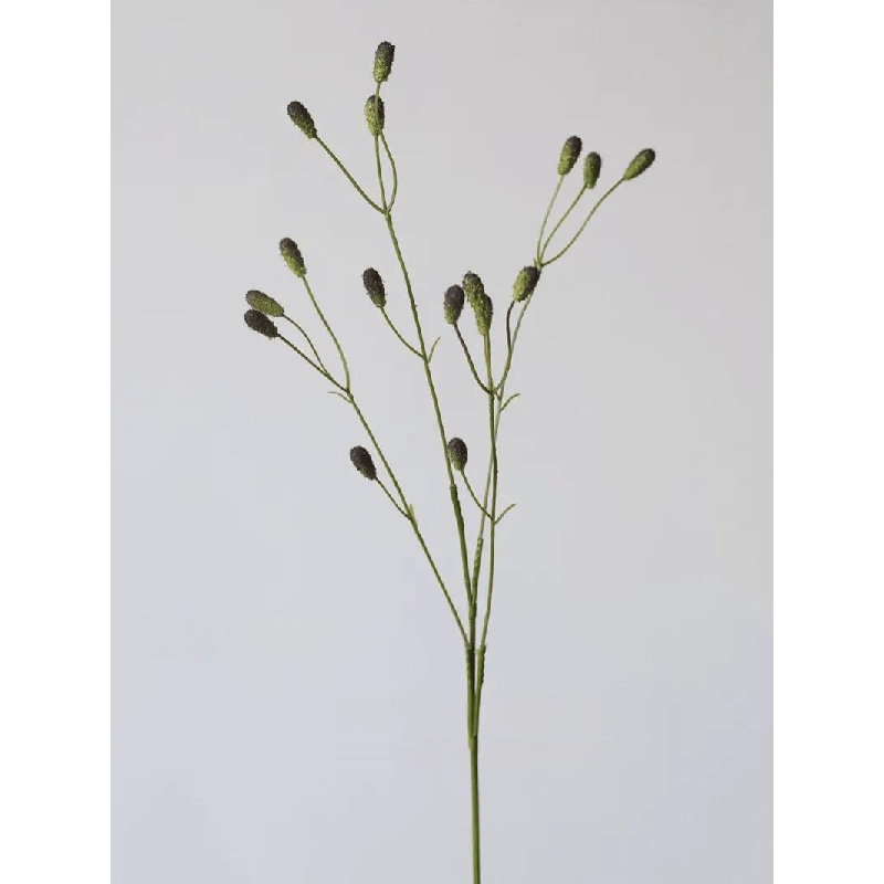 Vaporisateur de sang Sanguisorba, Speckled Violet, [A] 1 Stem